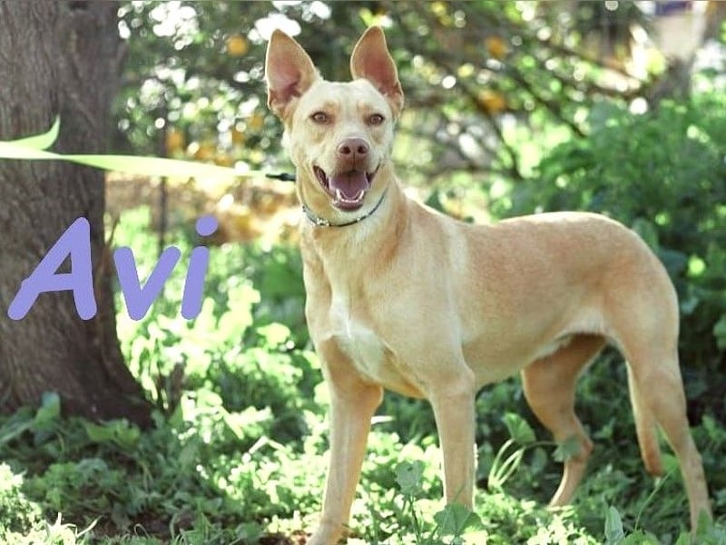 Avi 10/2021 (ESP) - aufgeschlossene und menschenbezogene Labrador-Podenco-Mix Hündin!