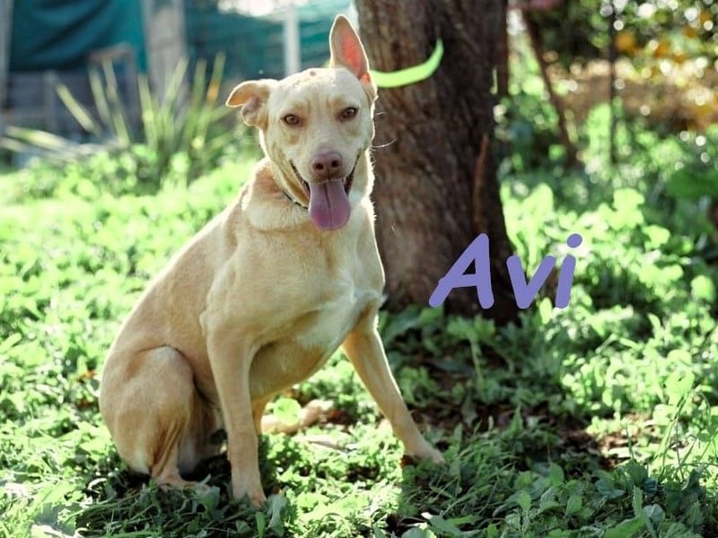Avi 10/2021 (ESP) - aufgeschlossene und menschenbezogene Labrador-Podenco-Mix Hündin!