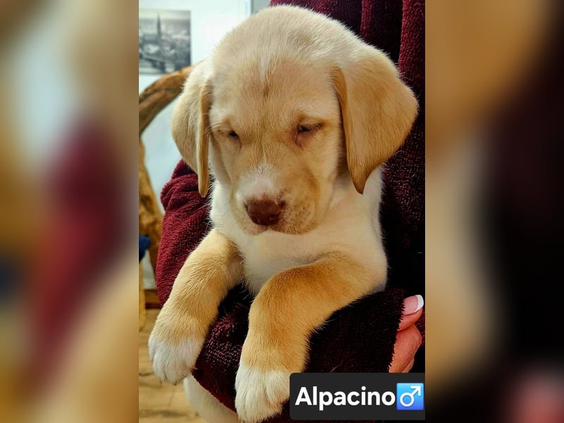 Labrador Welpen