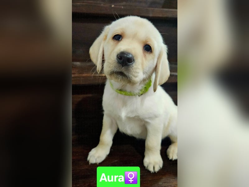 Labrador Welpen