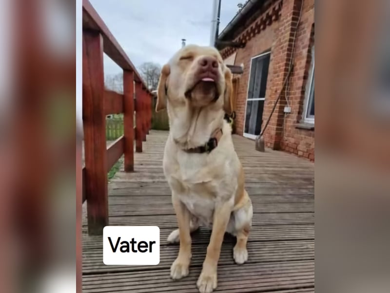 Labrador Welpen