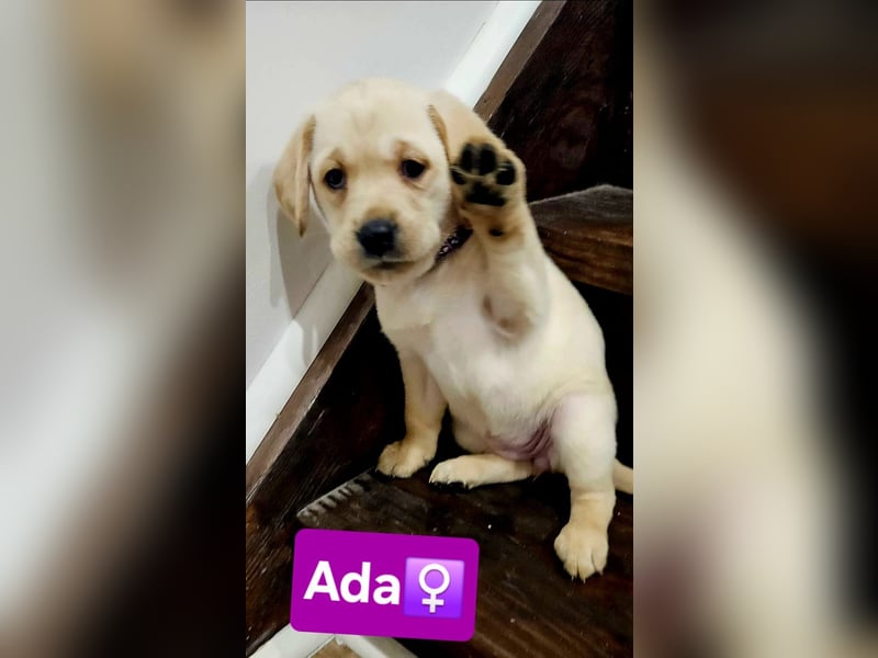 Labrador Welpen