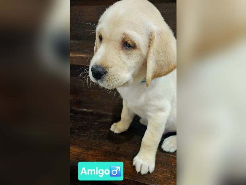Labrador Welpen