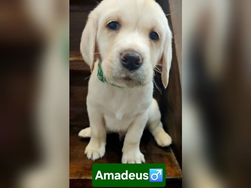 Labrador Welpen