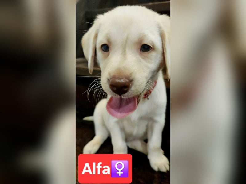 Labrador Welpen