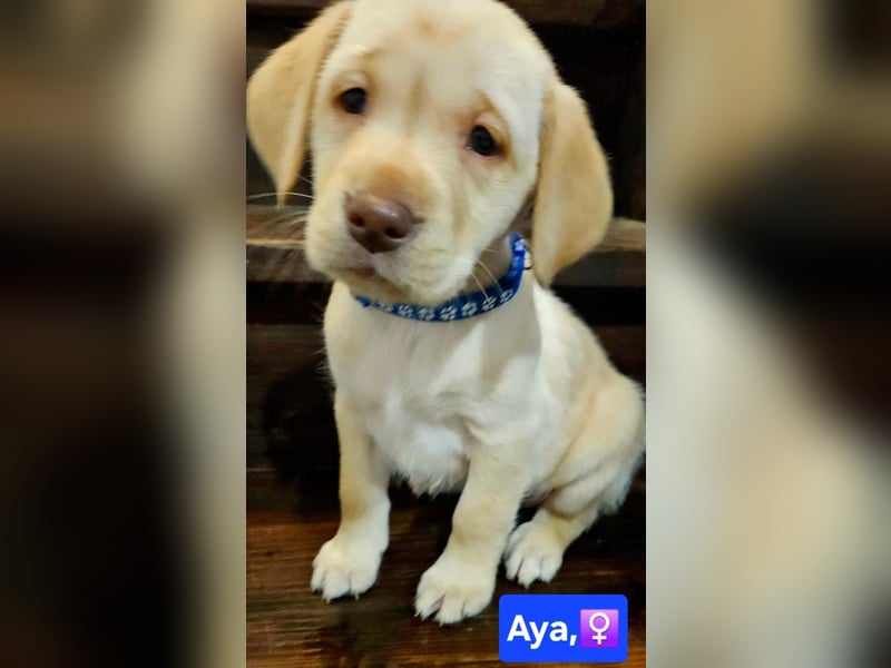 Labrador Welpen
