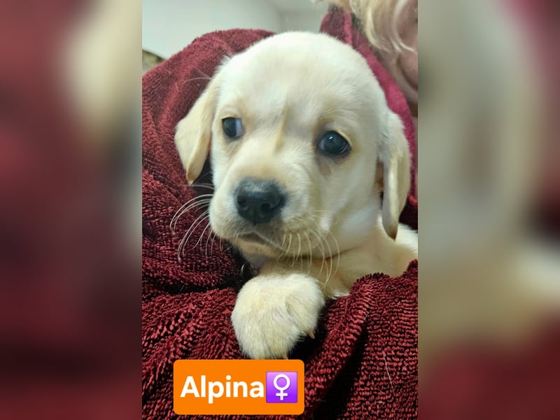 Labrador Welpen