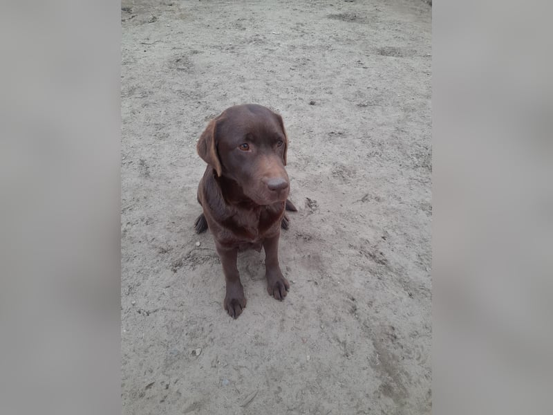 Labrador Welpen schokobraun reinrassig