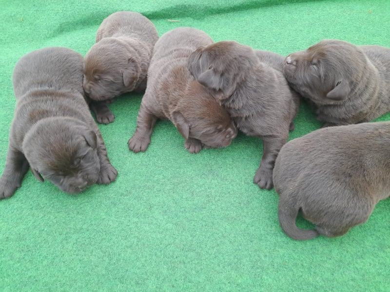 Labrador Welpen schokobraun reinrassig