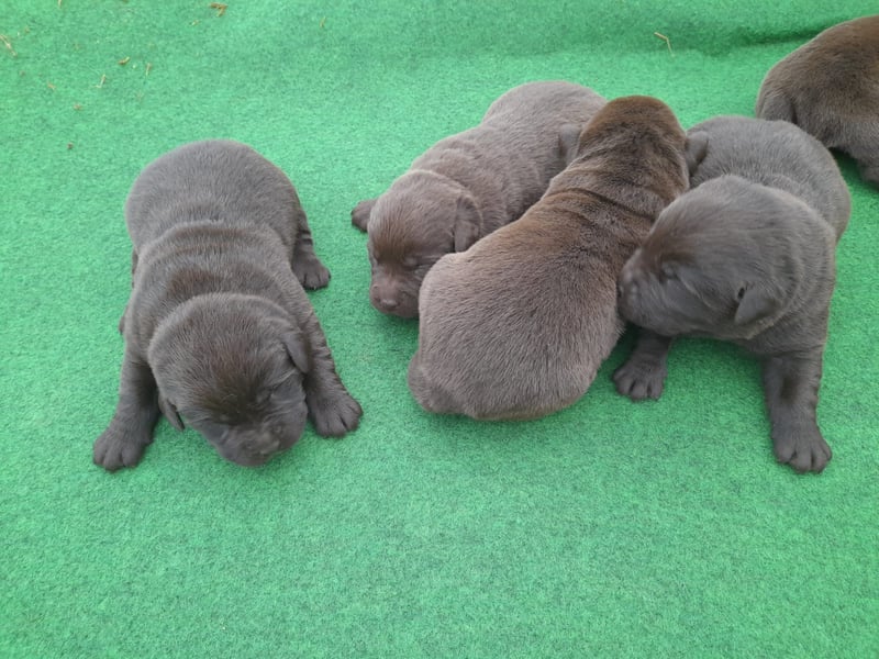 Labrador Welpen schokobraun reinrassig