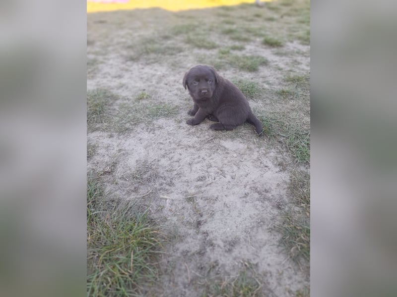 Labrador Welpen schokobraun reinrassig