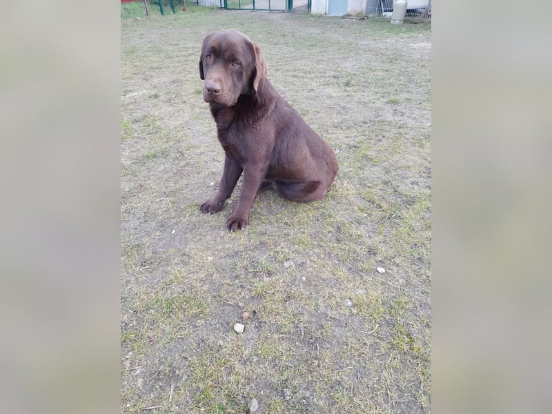 Labrador Welpen schokobraun reinrassig