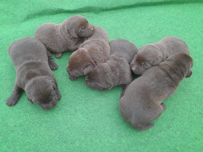 Labrador Welpen schokobraun reinrassig
