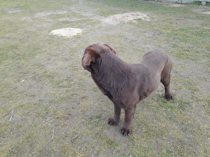 Labrador Welpen schokobraun reinrassig