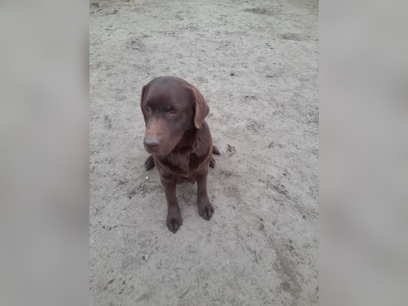 Labrador Welpen schokobraun reinrassig