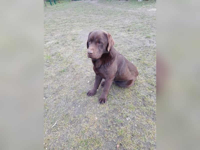 Labrador Welpen schokobraun reinrassig