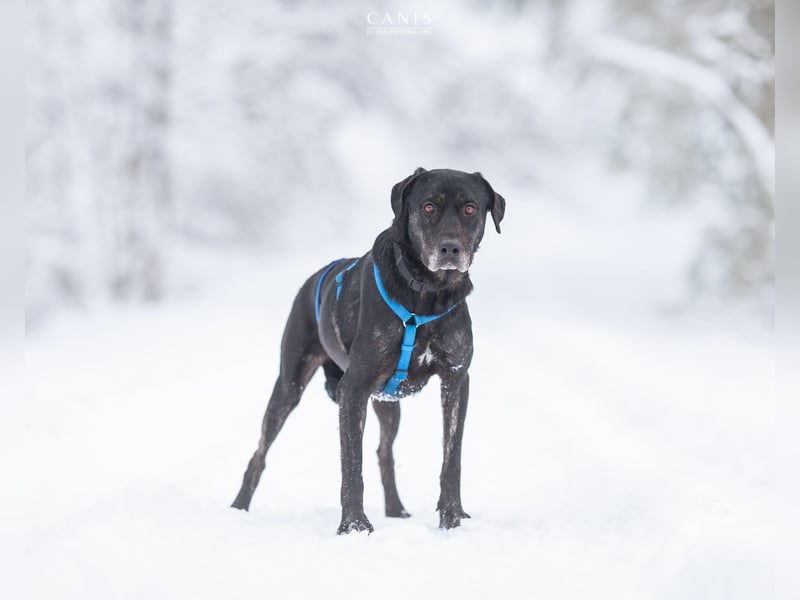 Labrador Mischlingshündin sucht ein Zuhause