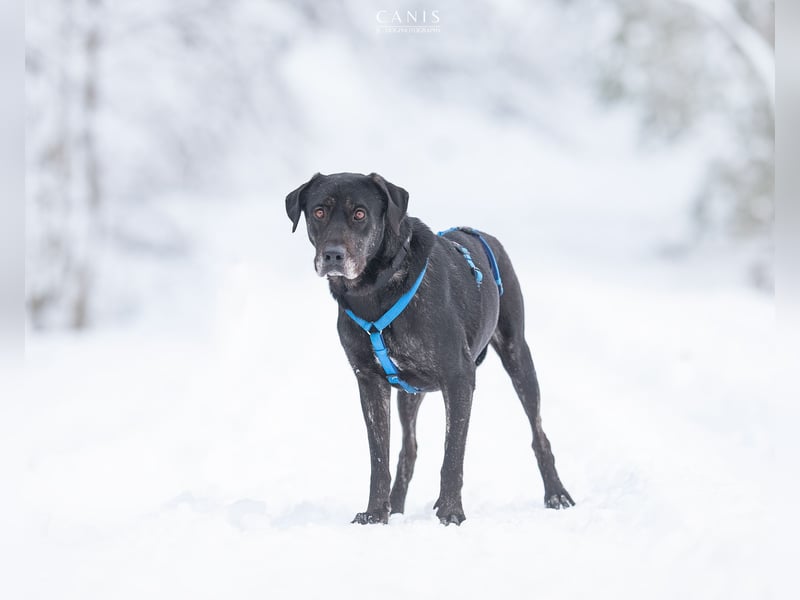 Labrador Mischlingshündin sucht ein Zuhause