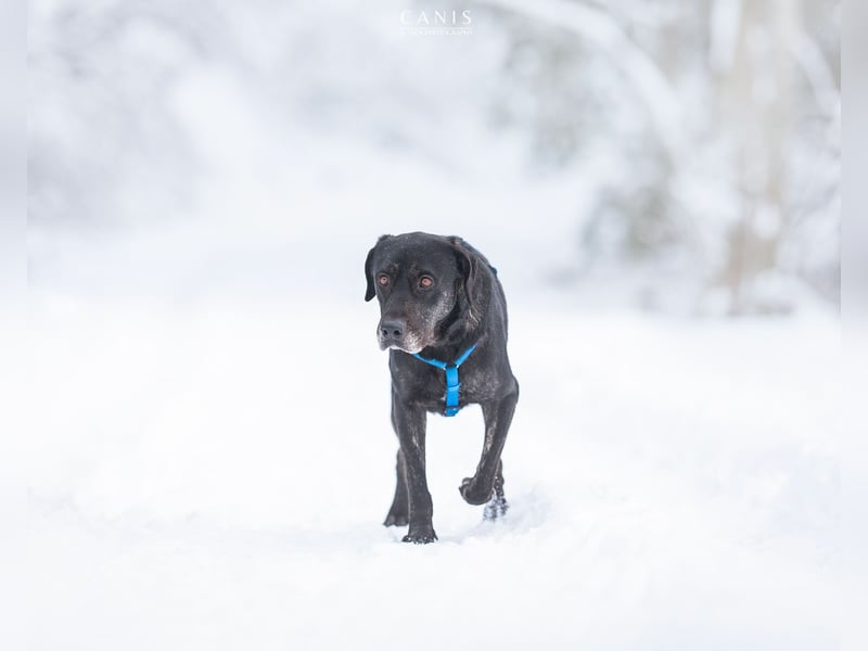 Labrador Mischlingshündin sucht ein Zuhause