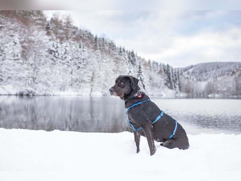Labrador Mischlingshündin sucht ein Zuhause