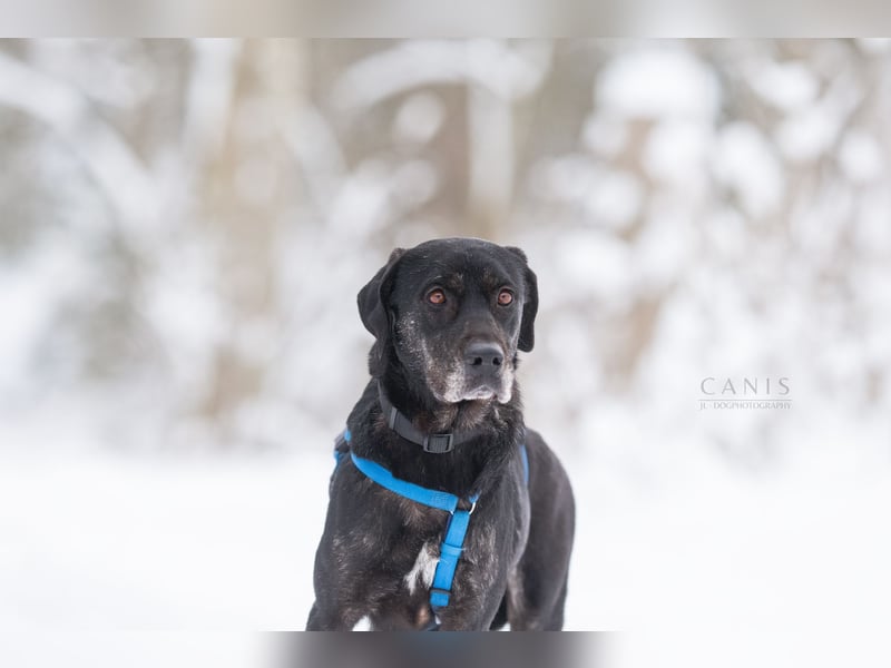 Labrador Mischlingshündin sucht ein Zuhause