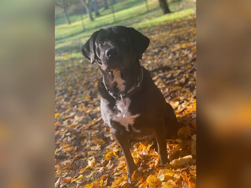 Labrador-Mischling Avelle