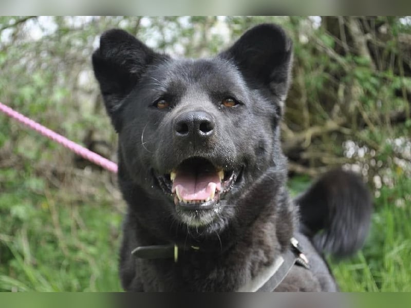 Arana Labrador/Akita Inu Mischling
