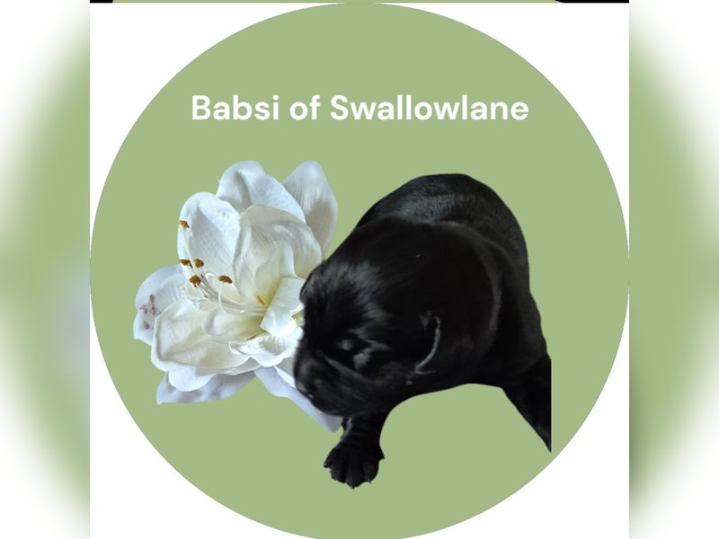 Babsi of Swallowlane Labrador Welpe Hündin