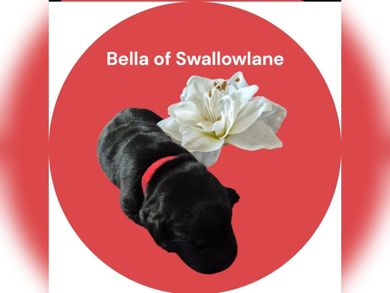 Bella of Swallowlane Labrador Welpe Hündin