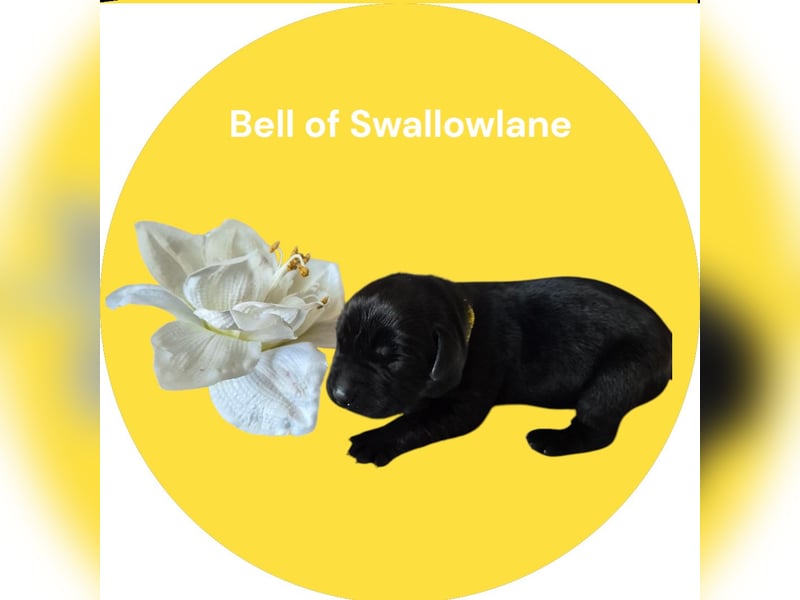Bell of Swallowlane Labrador Welpe Hündin