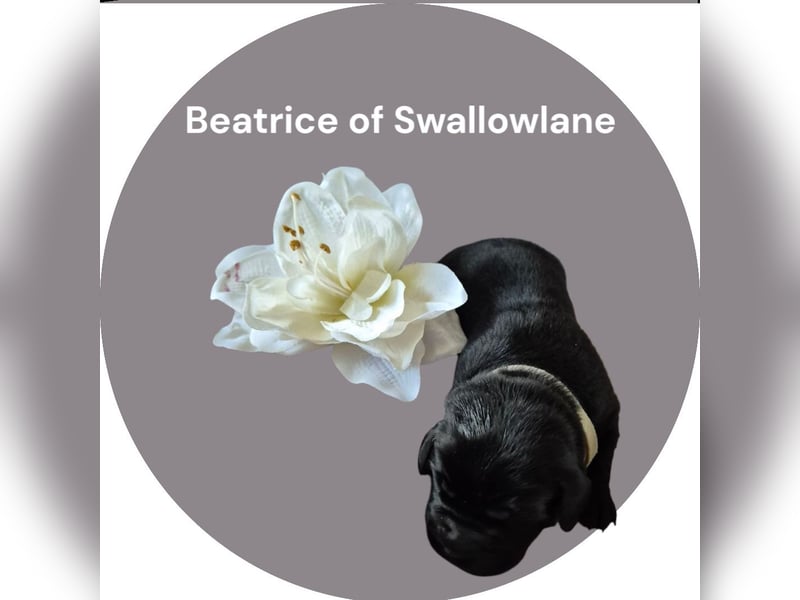 Beatrice of Swallowlane Labrador Welpe Hündin