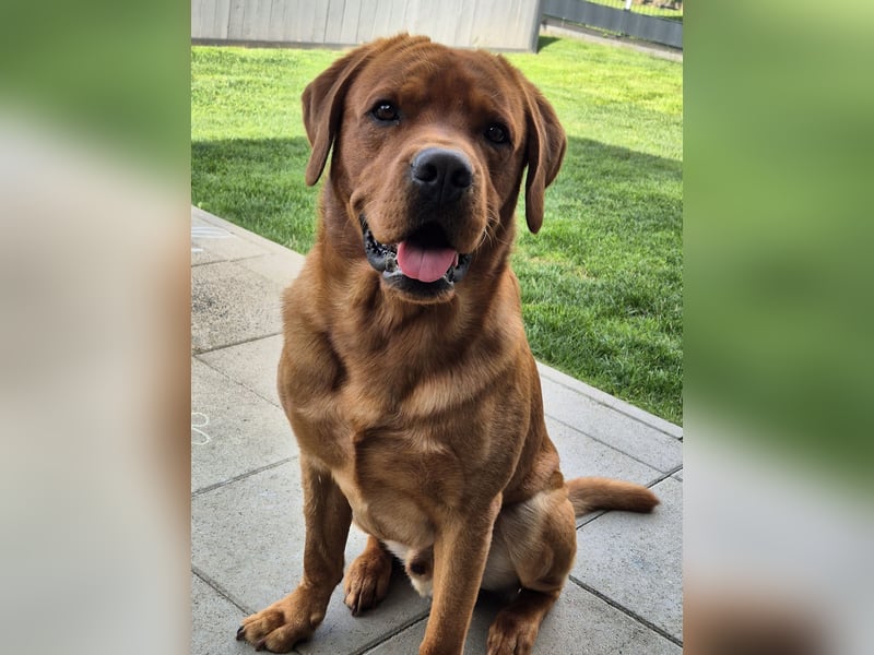 Wurfankündigung Labrador Welpen vom Züchter mit Ahnentafel
