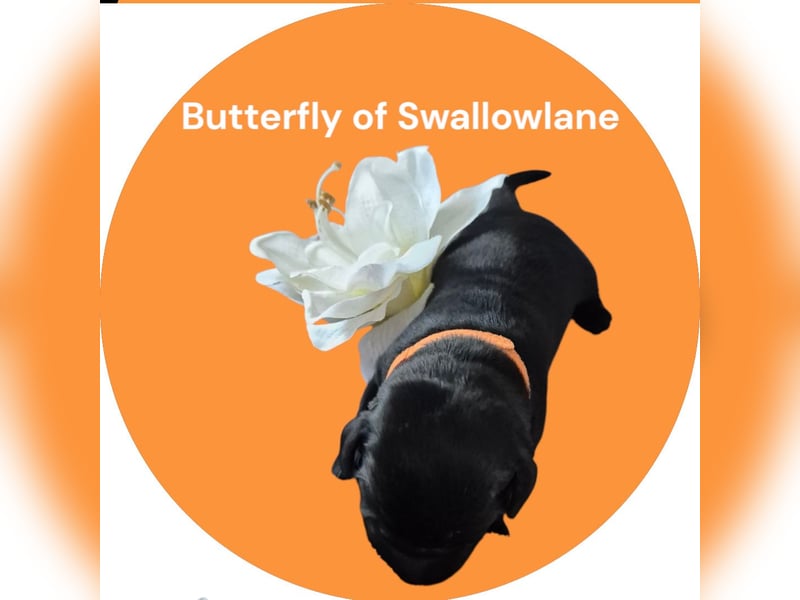 Butterfly of Swallowlane Labrador Welpe Hündin