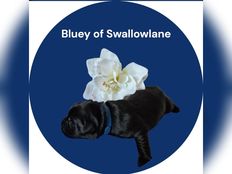 Bluey of Swallowlane Labrador Welpe Hündin