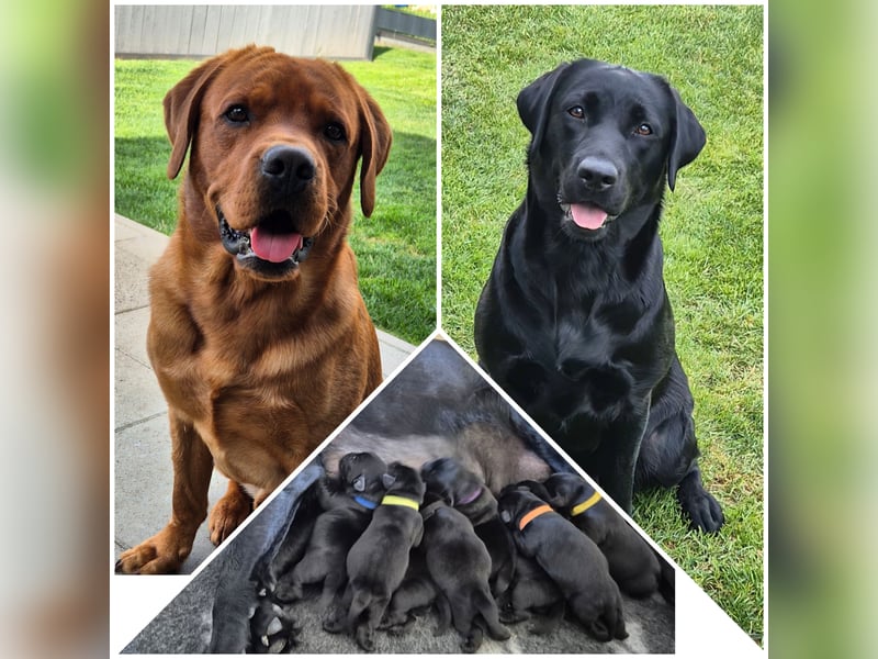 Labrador Welpen vom Züchter mit Ahnentafel