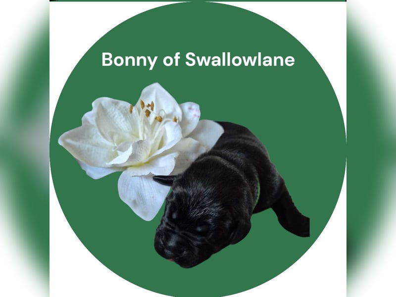 Bonny of Swallowlane Labrador Welpe Hündin