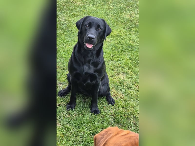 Wurfankündigung Labrador Welpen vom Züchter mit Ahnentafel
