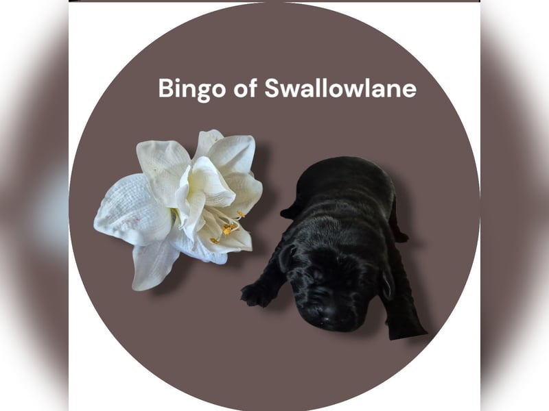 Bingo of Swallowlane Labrador Welpe Hündin
