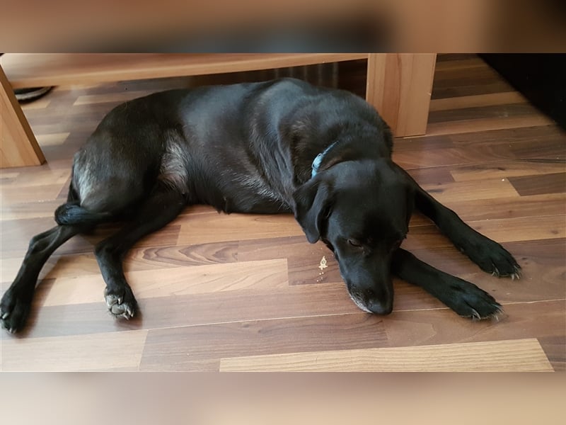 Rona sucht ein liebevolles neues zuhause