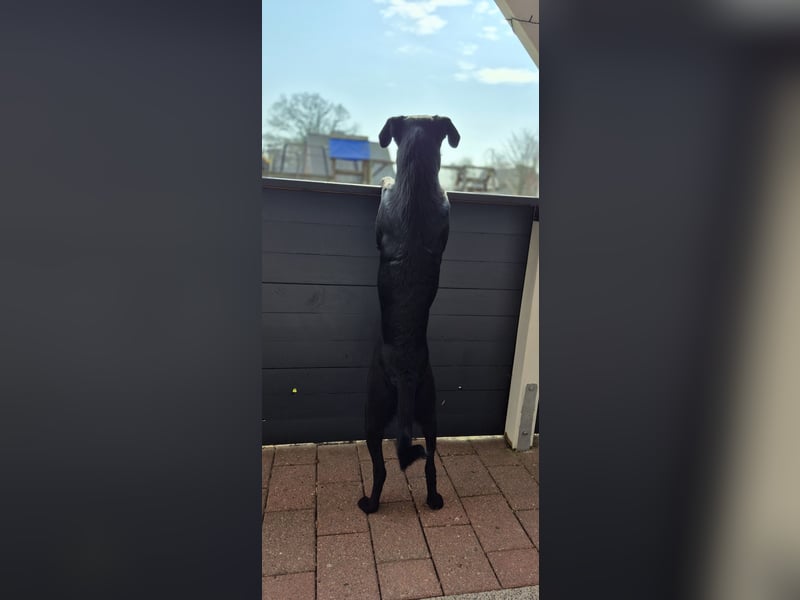 Labrador Mischling Hündin
