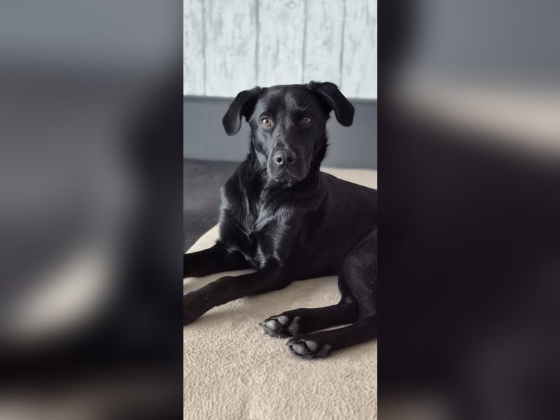 Labrador Mischling Hündin
