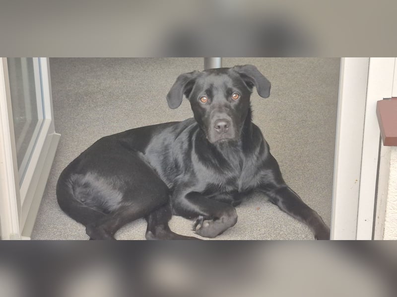 Labrador Mischling Hündin