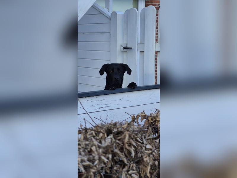 Labrador Mischling Hündin