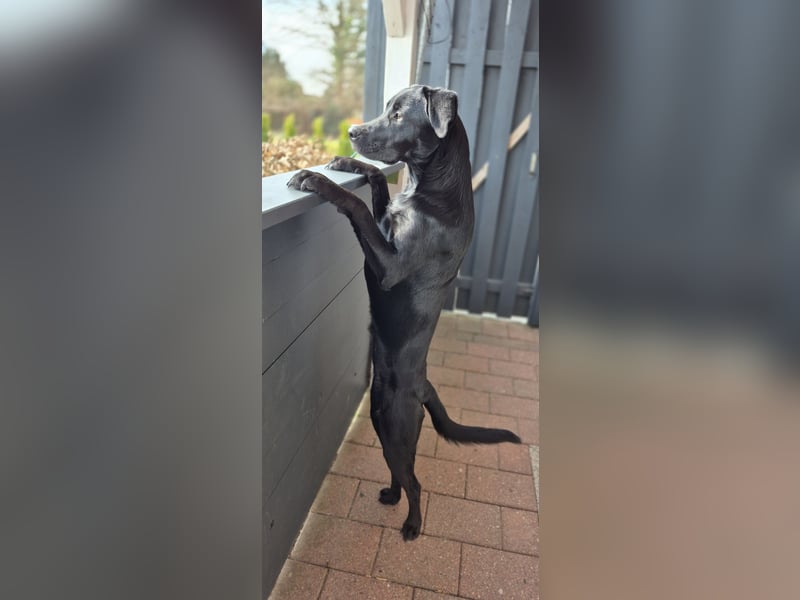 Labrador Mischling Hündin