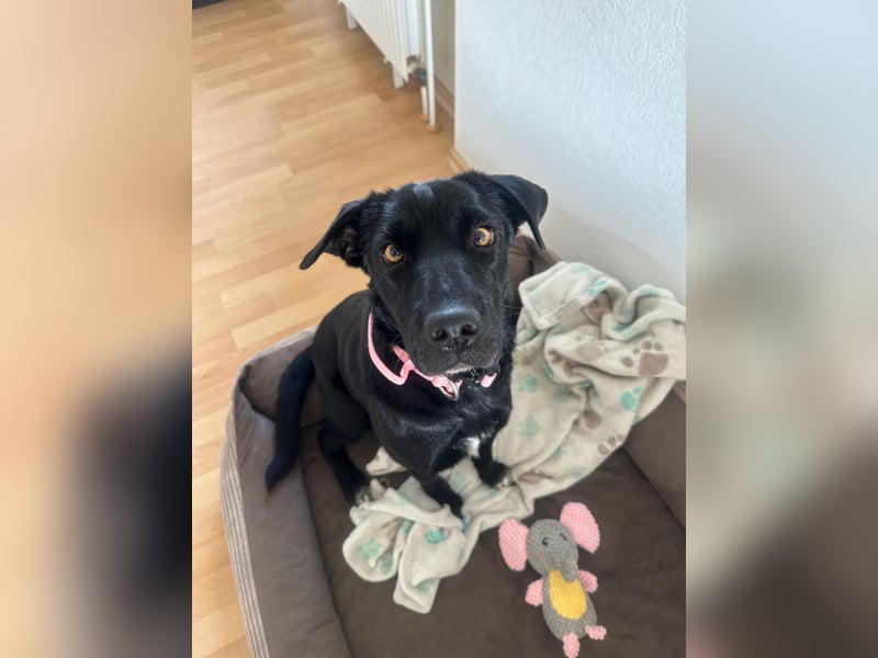Emilija Fröhliche Labrador-Mischlingshündin sucht ihr Für-immer-Zuhause