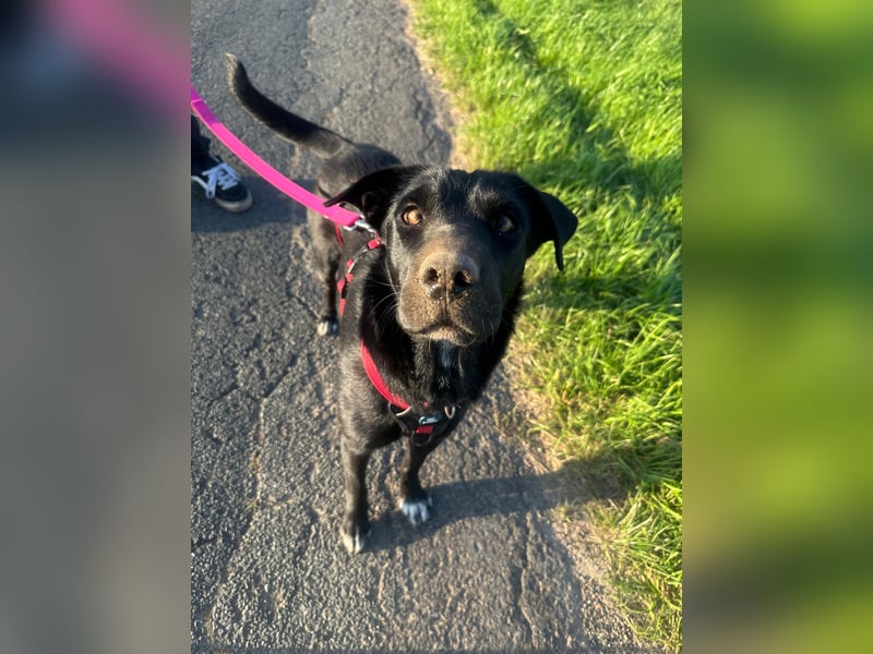 Emilija Fröhliche Labrador-Mischlingshündin sucht ihr Für-immer-Zuhause