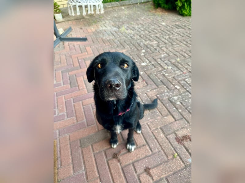 Emilija Fröhliche Labrador-Mischlingshündin sucht ihr Für-immer-Zuhause
