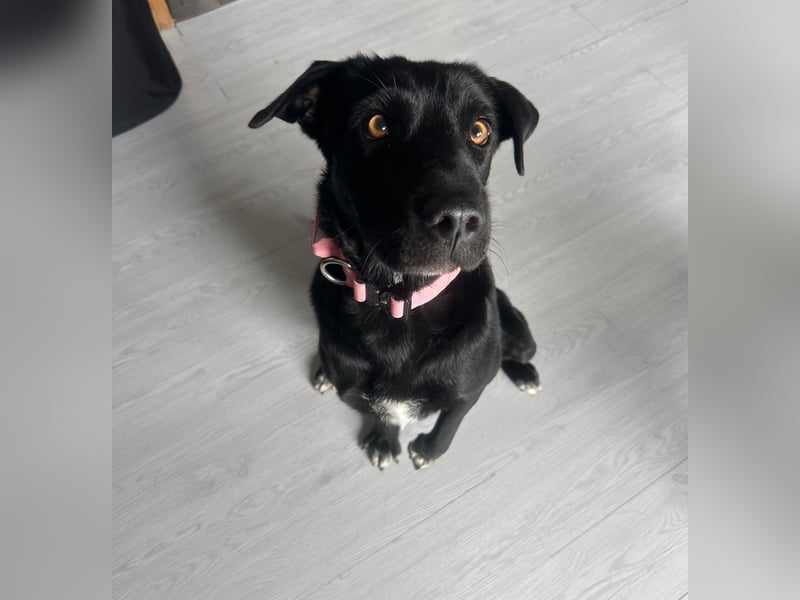 Emilija Fröhliche Labrador-Mischlingshündin sucht ihr Für-immer-Zuhause