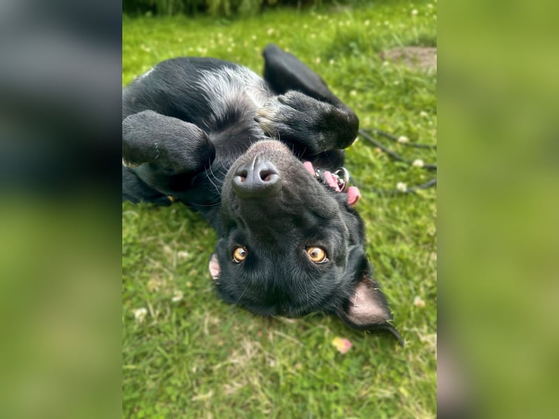Emilija Fröhliche Labrador-Mischlingshündin sucht ihr Für-immer-Zuhause