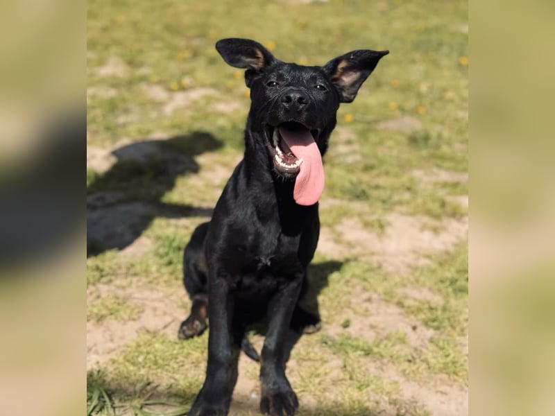 BELLA - Lebensfrohe Schönheit sucht ihren Platz!